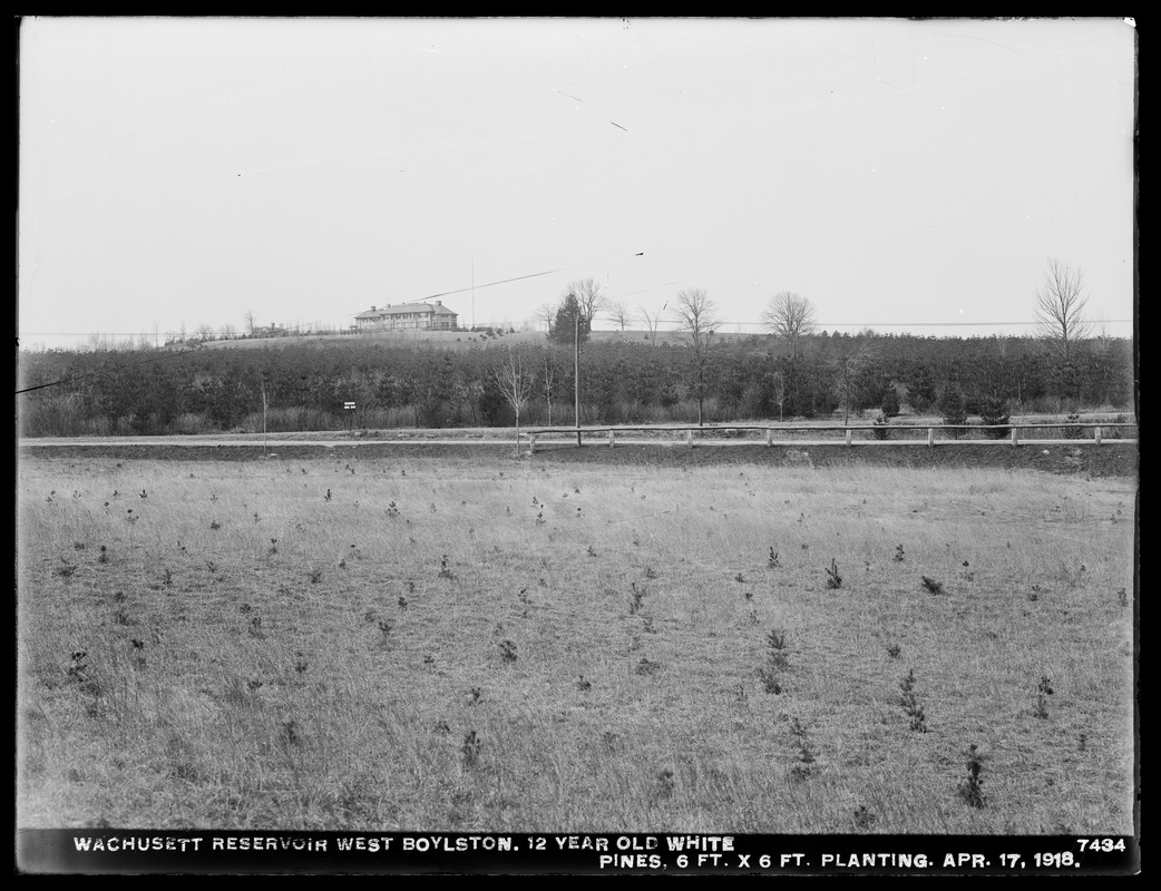 Wachusett Department, Wachusett Reservoir, 12-year-old white pines, 6-foot x 6-foot planting, West Boylston, Mass., Apr. 17, 1918