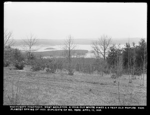 Wachusett Department, Wachusett Reservoir, 8-year-old white pines and 6-year-old maples planted during spring of 1903 (compare with No. 6328), West Boylston, Mass., Apr. 17, 1918