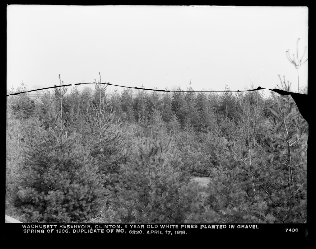 Wachusett Department, Wachusett Reservoir, 5-year-old white pines planted in gravel during spring of 1906 (compare with No. 6330), Clinton, Mass., Apr. 17, 1918