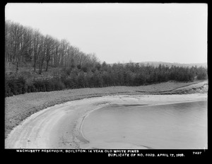 Wachusett Department, Wachusett Reservoir, 14-year-old white pines (compare with No. 6923), Boylston, Mass., Apr. 17, 1918