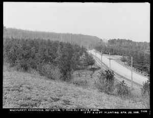 Wachusett Department, Wachusett Reservoir, 17-year-old white pines, 12-foot x 12-foot planting (compare with No. 6919), Boylston, Mass., Apr. 23, 1918