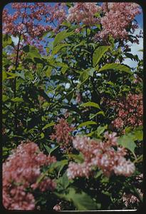 Lilacs, Arnold Arboretum