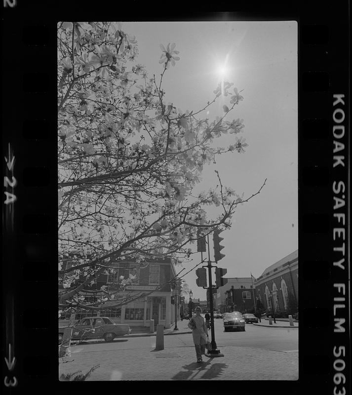 View of magnolia blossoms in front of City Hall and intersection of Pleasant and Green Streets