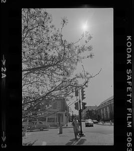 View of magnolia blossoms in front of City Hall and intersection of Pleasant and Green Streets