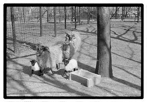 Sheep, Franklin Park Zoo