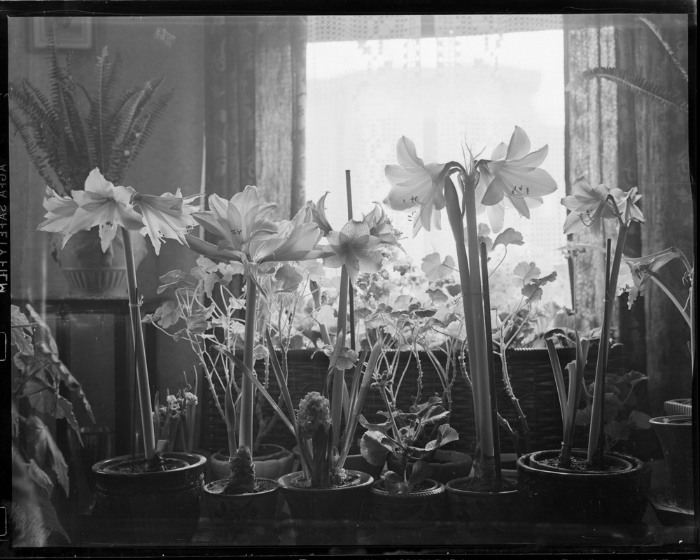 My wife's flower boxes, So. Dakota St., Dorchester Digital Commonwealth