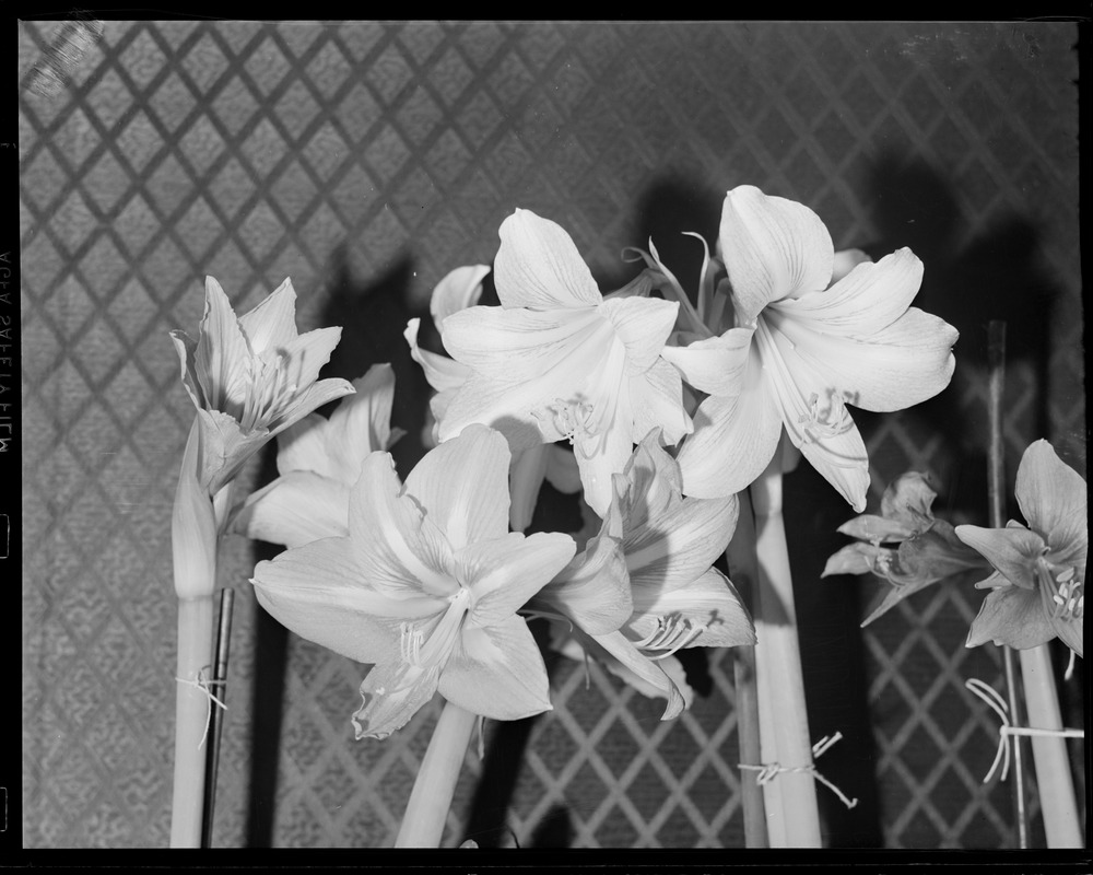 My wife's flower boxes, So. Dakota St., Dorchester