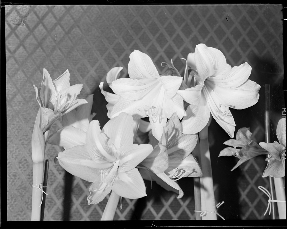 My wife's flower boxes, So. Dakota St., Dorchester