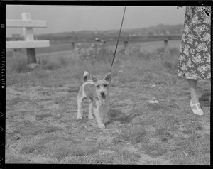 Lill & dog Jeff on Cape Cod