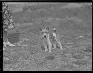 Lill & dog Jeff on Cape Cod