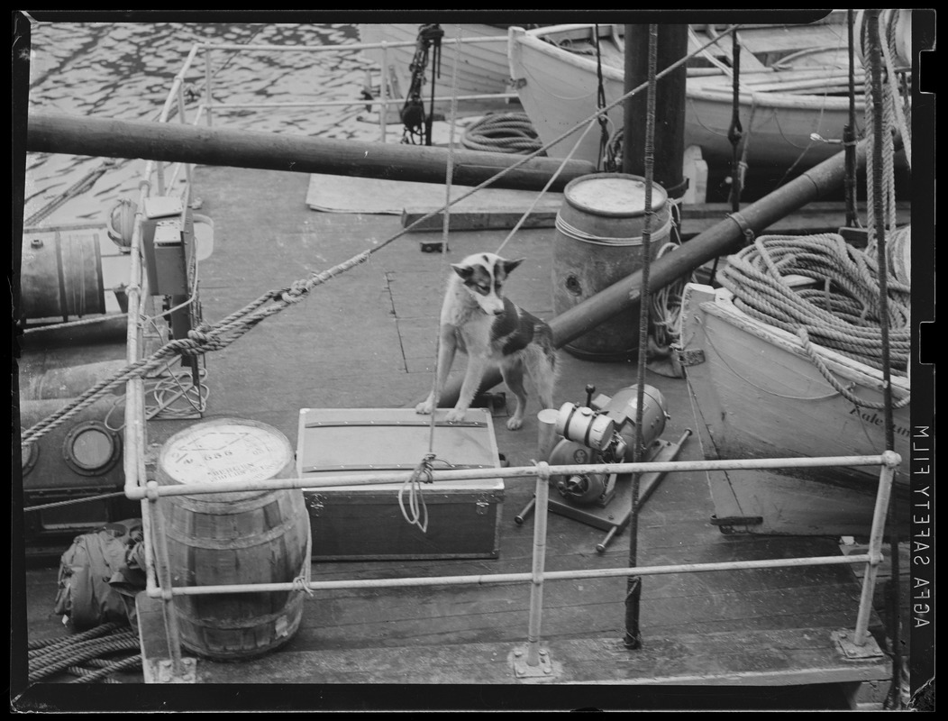 Guard dog on boat