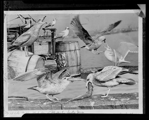 Seagulls and fish pier