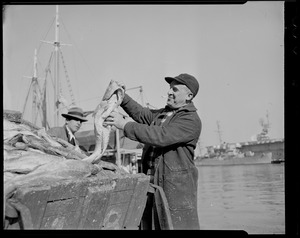 Unloading and processing at catch at South Boston fish pier