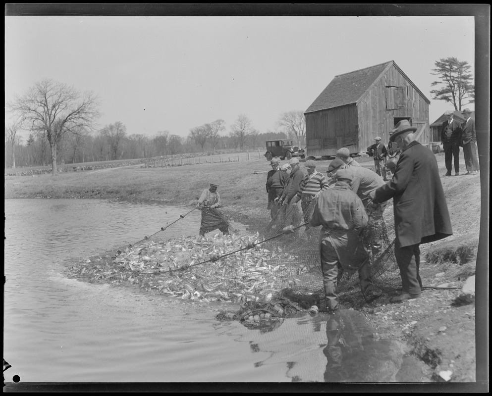 Animals: Herring run, Raynham