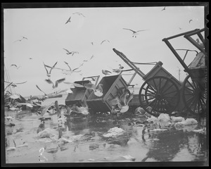 Seagulls flock around carts at the fish pier
