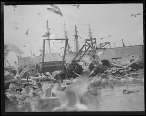 Seagulls flock around carts at the fish pier