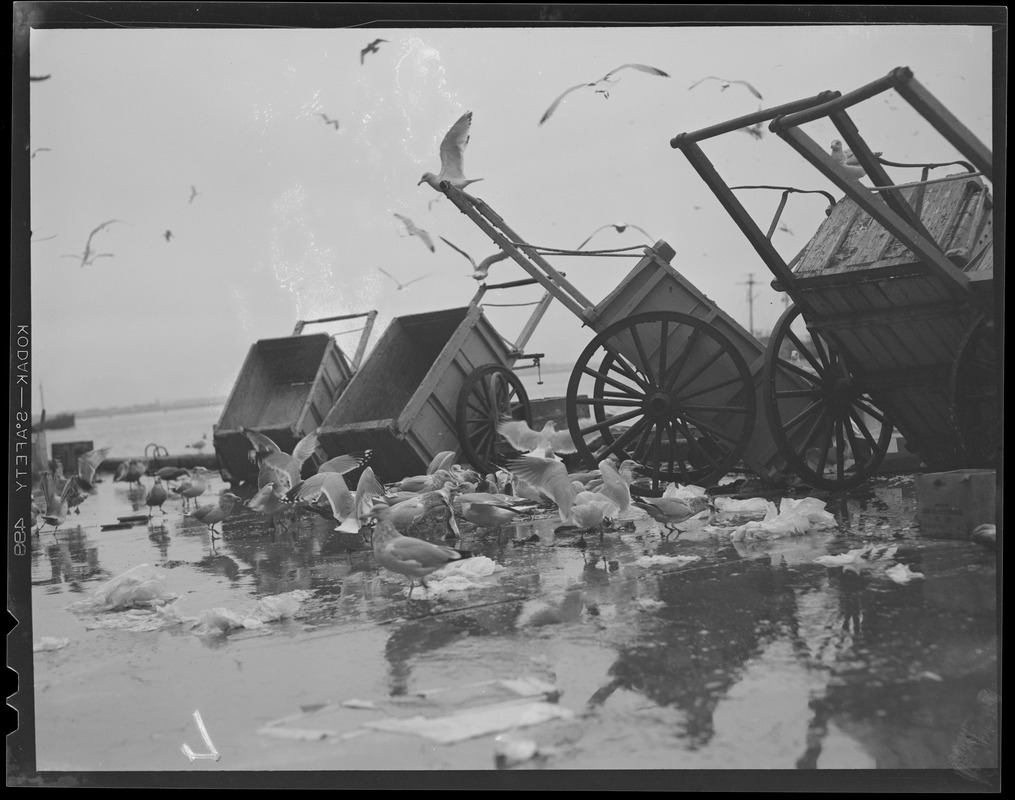 Seagulls flock around carts at the fish pier