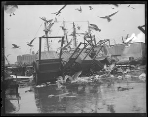 Seagulls flock around carts at the fish pier