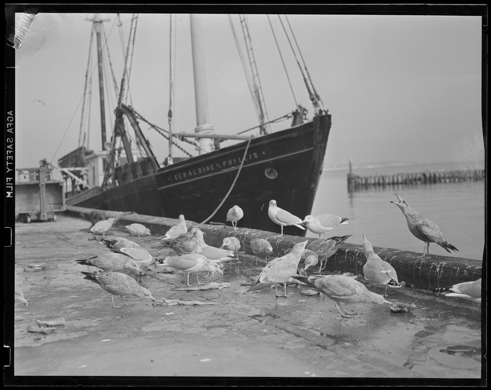 The "Geraldine & Phyllis" at fish pier - seagulls