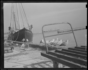 The "Geraldine & Phyllis" at fish pier - seagulls