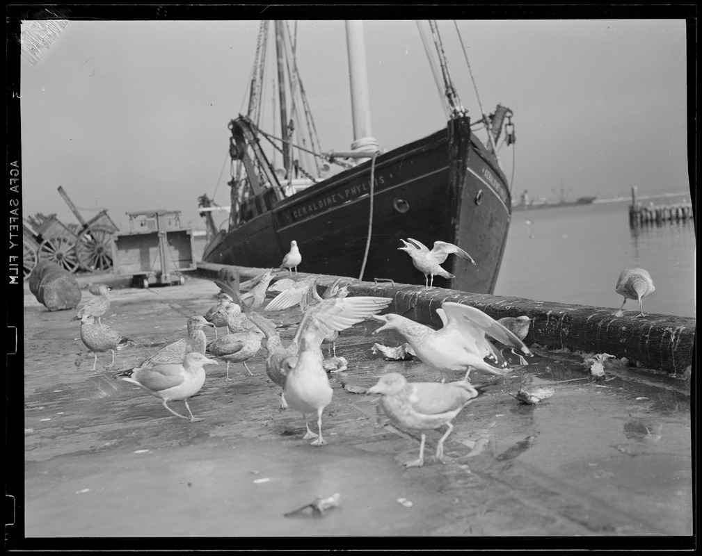 The "Geraldine & Phyllis" at fish pier - seagulls