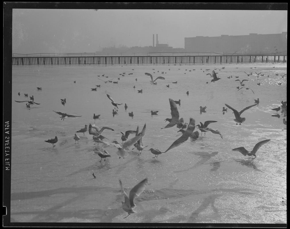 Waterfront: Seagulls off fish pier