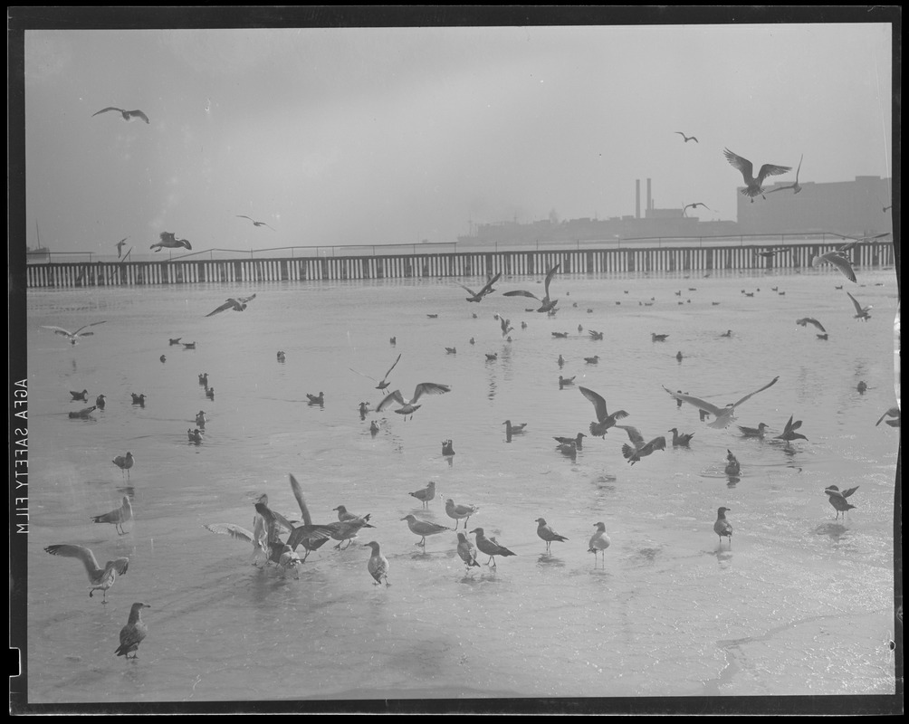 Waterfront: Seagulls off fish pier