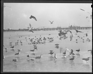 Waterfront: Seagulls off fish pier