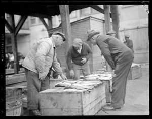 Inspecting fish on the Eastern Packet pier