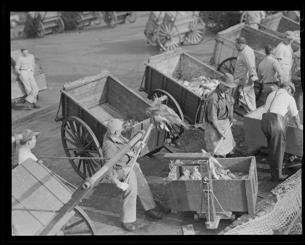 Loading fish into carts, fish pier