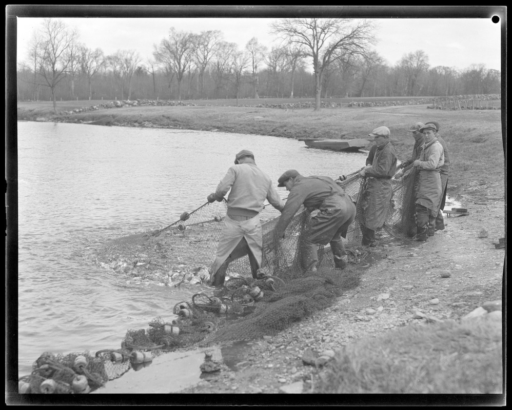 Herring run, Raynham