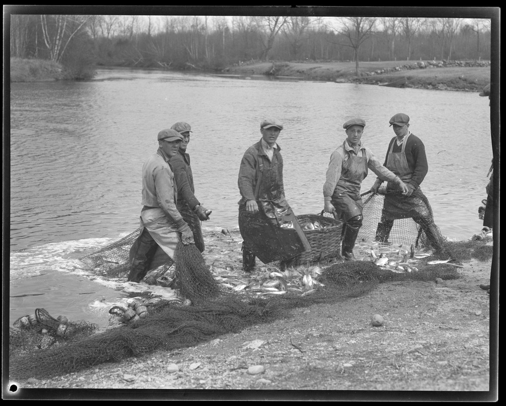 Herring run, Raynham