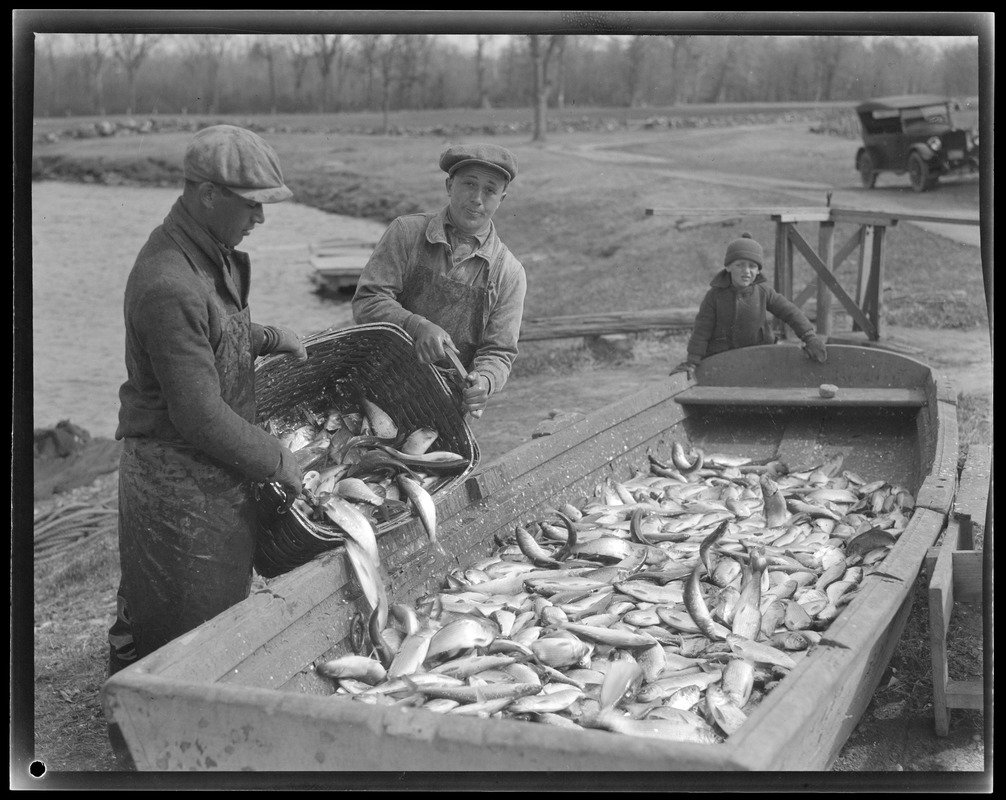 Herring run, Raynham