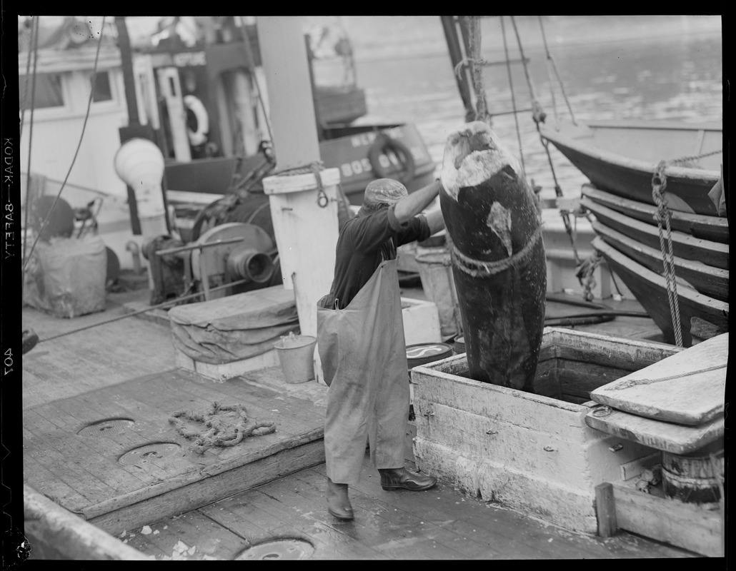 Unloading swordfish at fish pier