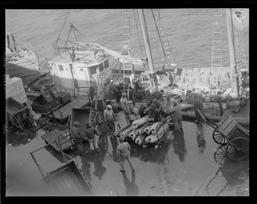 Crew loads swordfish onto cart, fish pier