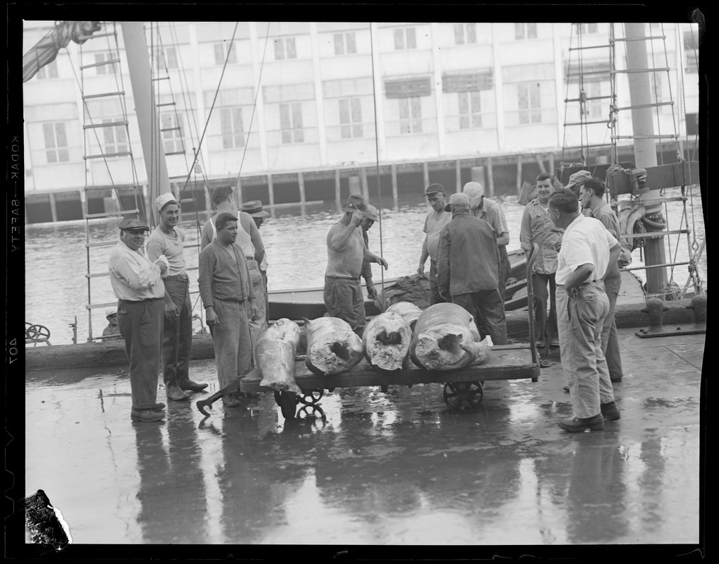 Swordfish loaded on cart at fish pier