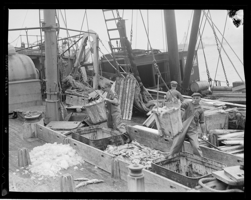 Scenes at fish pier during swordfish days