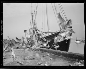 Scenes at fish pier during swordfish days