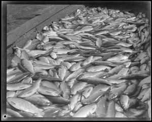 Animals: Herring caught in herring run, Raynham