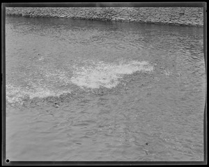 Animals: Herring run, Taunton