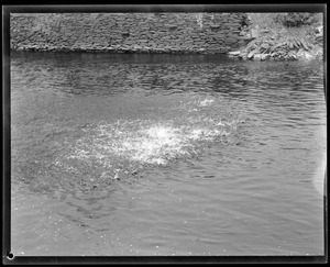 Animals: Herring run, Taunton