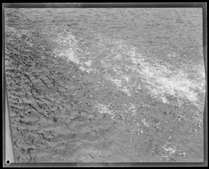 Animals: Herring run, Taunton