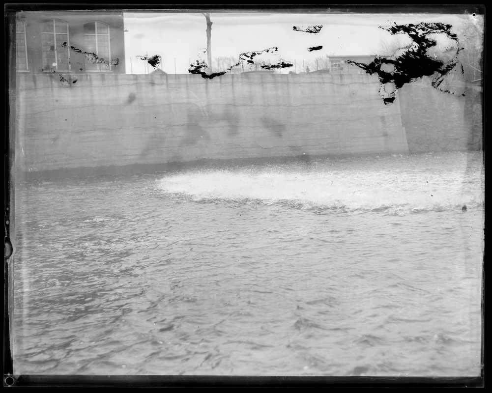 Animals: Herring run, Taunton