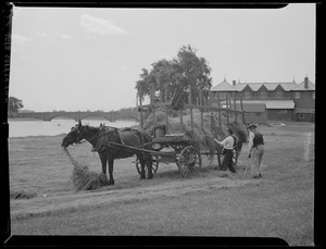 Collecting hay along Charles River in Cambridge, near Harvard