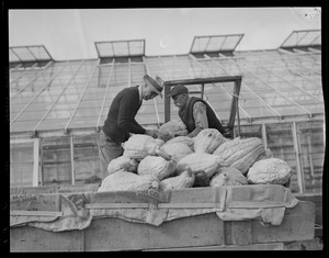 Unloading cart, pumpkin time in Concord