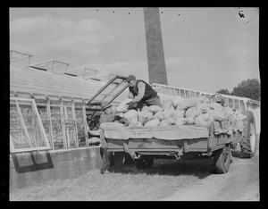 Unloading cart, pumpkin time in Concord