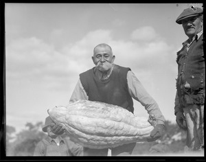 Enormous gourd in patch, pumpkin time in Concord