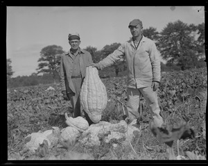 Enormous gourd in patch, pumpkin time in Concord