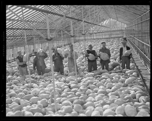 Workers sorting pumpkins, pumpkin time in Concord