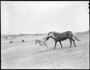 Horses at Golden Cove pony farm
